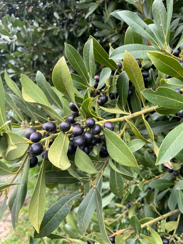Balade dans la garrigue